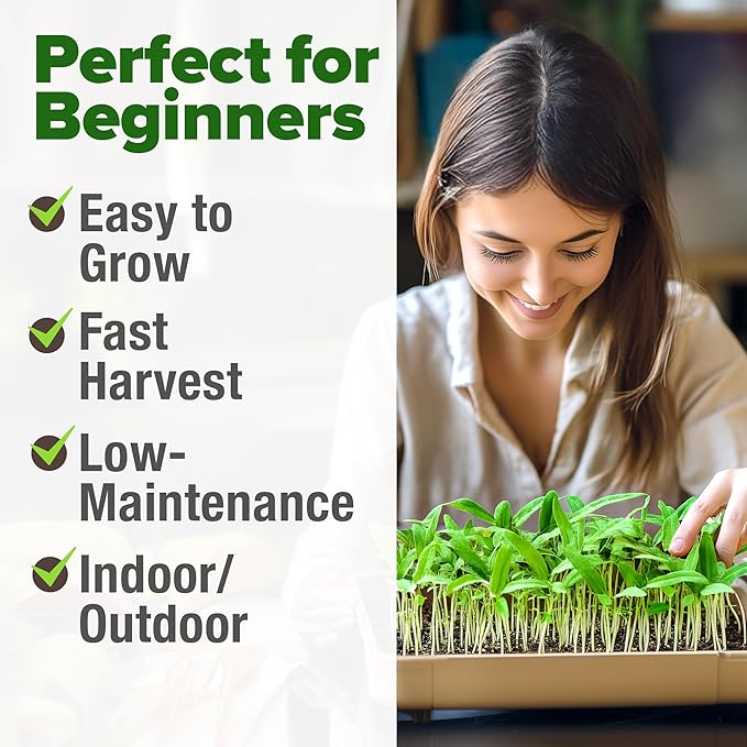 HOME GROWN Mung Beans Seeds Pack 1.5 lb – 𝗨𝗦𝗔 Over 15,000 Sprouting Seeds – Grow Fresh Mung Bean Sprouts or Microgreens for Quick, Easy, Nutrient-Packed Food for Your Daily Meals (Vigna Radiata)