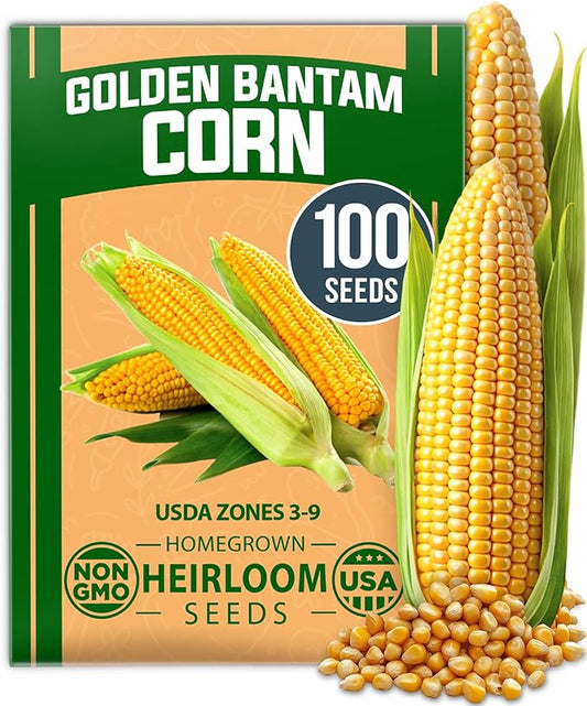 HOME GROWN 𝗨𝗦𝗔 𝗣𝗥𝗘𝗠𝗜𝗨𝗠 Golden Bantam Corn 1 Pack 100 𝗡𝗢𝗡-𝗚𝗠𝗢 Heirloom Vegetable Seeds Grow Sweet Corn Outdoors Easy for Beginners & Great for Home Gardeners High Germination (Zea mays)