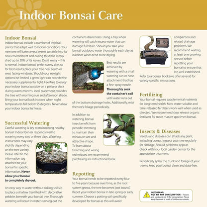 Brussel's Bonsai Live Ginseng Grafted Ficus Bonsai Tree Kit - Small Indoor Bonsai Ficus Tree - Bonsai Kit with Ceramic Bonsai Pot and Bonsai Soil