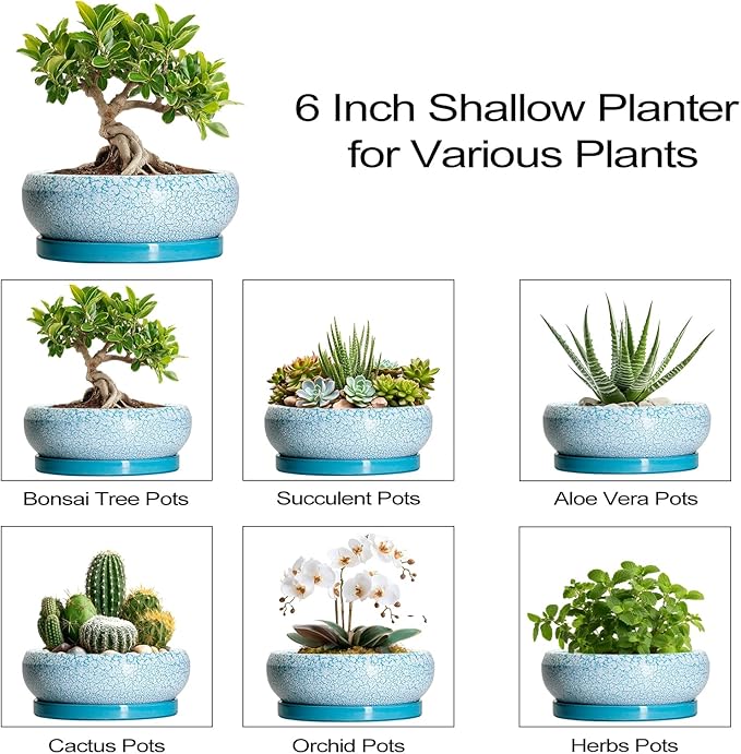 Bonsai Pots Small - 6 Inch Succulent Pots with Drainage Hole and Saucer, Succulent Planters for Indoor Outdoor, Shallow Plant Pot, Round Bonsai Planter, Office Decor, Plant Lover Gifts, Blue