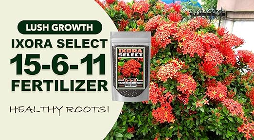Fertilizer Commercial Grade | Ixora Select 15-6-11 | 1 Pound | Custom Professional Mix | Granular Slow Release | 90-Day Soil Acidifier | Acid-Loving Plants Ixora Gardenia Azalea Camellia | Topdress