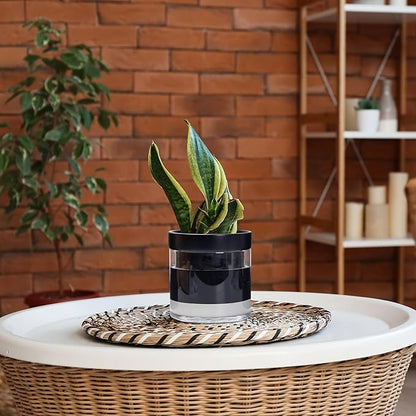 Phoenix Vine 6 Inch Self Watering Terracotta Planter, Black Terracotta Clay Pot with Glass Reservoir for Indoor Plants, Herbs, Flowers, Set of 1, 52-C-F-1
