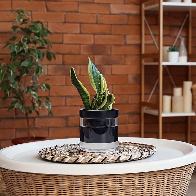 Phoenix Vine 6 Inch Self Watering Planter Pot, Black Terracotta Clay Pot with Glass Reservoir for Indoor Plants, Herbs, Flowers, Set of 2, 52-C-F-2