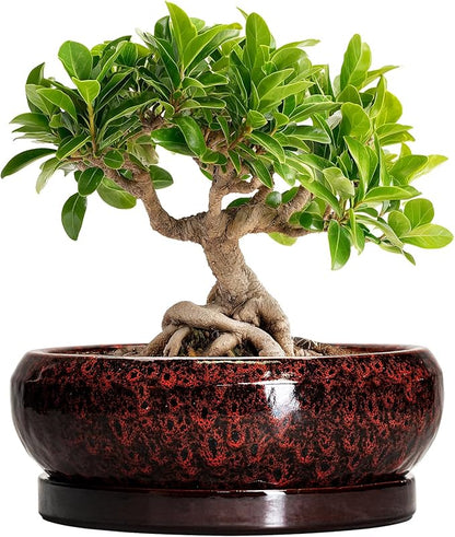 Bonsai Pots - 8 Inch Ceramic Succulent Planters for Indoor Outdoor, Round Shallow Planters with Drainage Hole and Saucer, Succulent Planter Bowl, Home Decor, Housewarming Gifts, Red