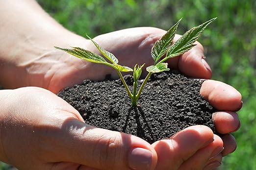 Organic Worm Castings Premium Worm Castings Fertilizer for Nutrient-Rich Soil and Healthy Growth (1 Quart)