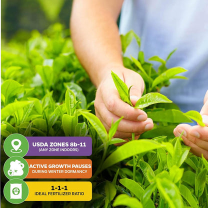 Tea Plant (Green Tea) Live Plant (3-Pack) - Camellia sinensis by Wellspring Gardens Starter Plant for Your Indoor or Outdoor Garden