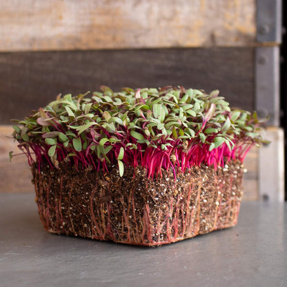 Beet Seeds - Red Round - 4 Oz ~6,000 Seeds - Beta vulgaris - Microgreens Seed - Non-GMO, Heirloom, Open Pollinated, Annual