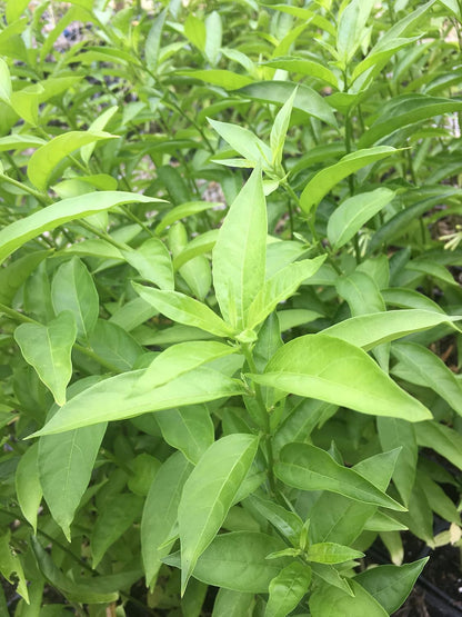 2 Nicely-Sized 4 inch Pots of Fragrant Night Blooming Jasmine