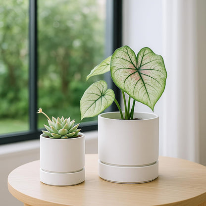 Phoenix Vine 4 Inch and 6 Inch Planter Pot with Drainage Hole & Deep Water Catch Tray Saucer, Straight Cylindrical Round Pot for Plants, Matte White, 23-A-1-Z