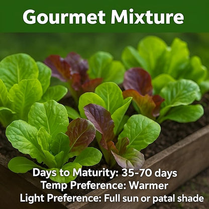 Lettuce Seeds – Gourmet Mixed Greens Blend for Planting | 2300 Bulk Non-GMO USA Heirloom Seeds – Crisp, Fresh & Fast-Growing Garden Variety (Lactuca Sativa)