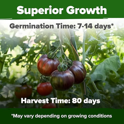 HOME GROWN 𝗨𝗦𝗔 𝗣𝗥𝗘𝗠𝗜𝗨𝗠 Cherokee Purple Tomato Seeds 1 Pack (Solanum lycopersicum) - 106 Seeds, 𝗡𝗢𝗡-𝗚𝗠𝗢 Tomato for Planting - Heirloom Vegetable Seeds with High Germination Rate