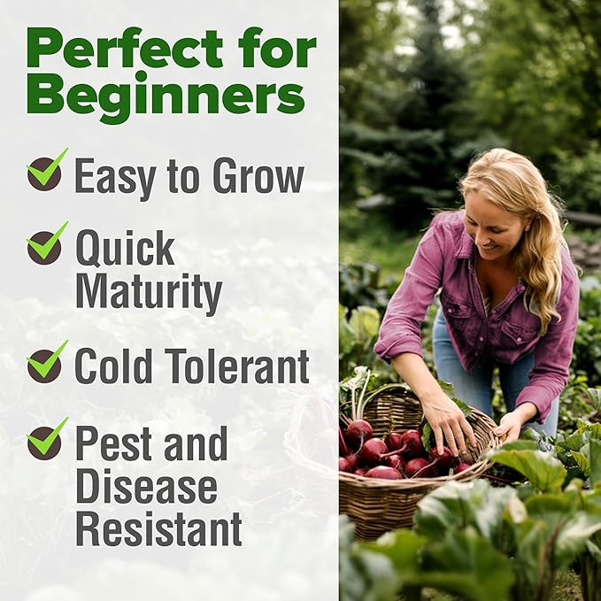 HOME GROWN 𝗨𝗦𝗔 𝗣𝗥𝗘𝗠𝗜𝗨𝗠 Detroit Dark Red Beet Seeds Pack - 500 Heirloom 𝗡𝗢𝗡-𝗚𝗠𝗢 Vegetable Seeds for Planting - Red Beet for Home Garden – High Germination(Beta vulgaris)