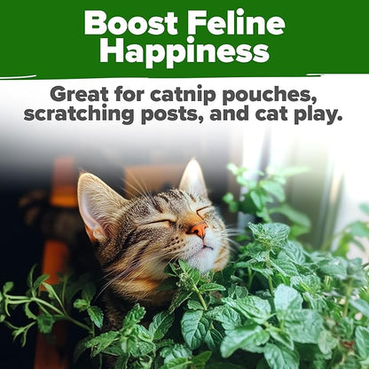 HOME GROWN 𝗨𝗦𝗔 𝗣𝗥𝗘𝗠𝗜𝗨𝗠 Catnip Seeds (Bulk Pack) 𝗡𝗢𝗡-𝗚𝗠𝗢 Heirloom Herb 2,116 Seeds - Indoor or Outdoor Seed - High-Germination Cat Nip - Cat Safe Plants (Nepeta cataria)