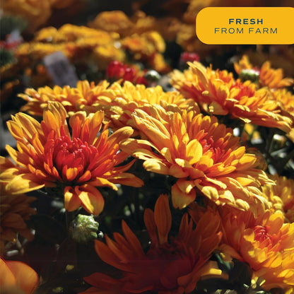 Costa Farms Chrysanthemum, Mums Ships in Bud Form, Bloom Porch and Patio Ready Bushel Basket, 3-QT, Orange