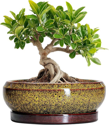 Small Bonsai Pots - 6 Inch Ceramic Succulent Planters with Drainage Hole and Saucer, Shallow Round Planter Indoor Outdoor, Cactus Succulent Pots, Living Room Decor, Plant Lover Gift, Yellow