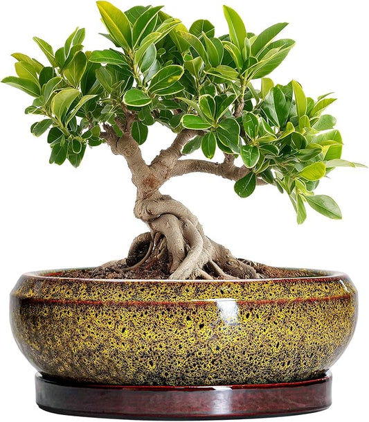 Small Bonsai Pots - 6 Inch Ceramic Succulent Planters with Drainage Hole and Saucer, Shallow Round Planter Indoor Outdoor, Cactus Succulent Pots, Living Room Decor, Plant Lover Gift, Yellow