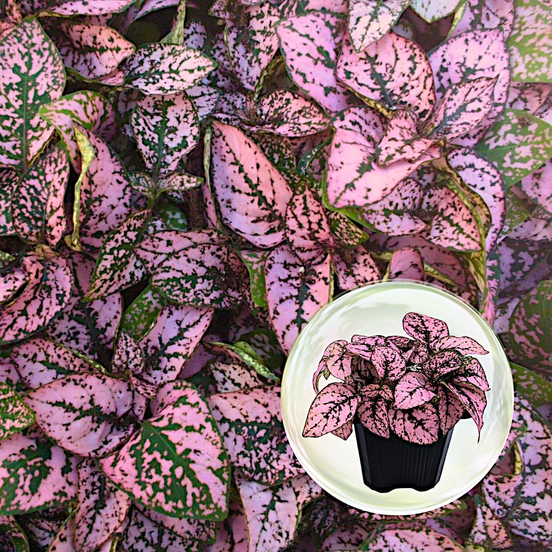 Polka Dot Plant (4-Pack) - Live Houseplants, Small Indoor Plants, Hypoestes Pink- Colorful, Air-Purifying House Plants