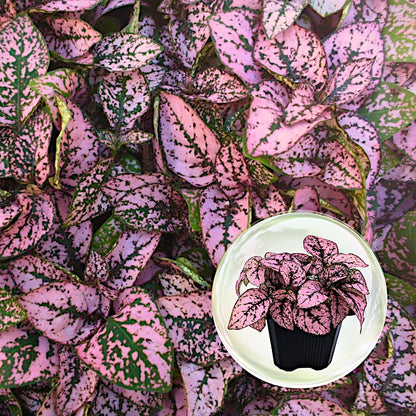 Polka Dot Plant (4-Pack) - Live Houseplants, Small Indoor Plants, Hypoestes Pink- Colorful, Air-Purifying House Plants