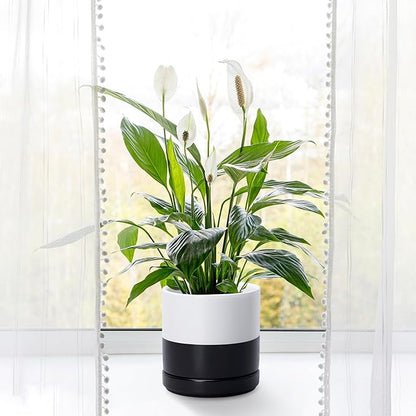 D'vine Dev 6.5 Inch Ceramic Planter Pot with Drainage Hole and Saucer, Indoor Cylinder Round Planter Pot, Layered Monochrome Black & White, 94-O-C-L