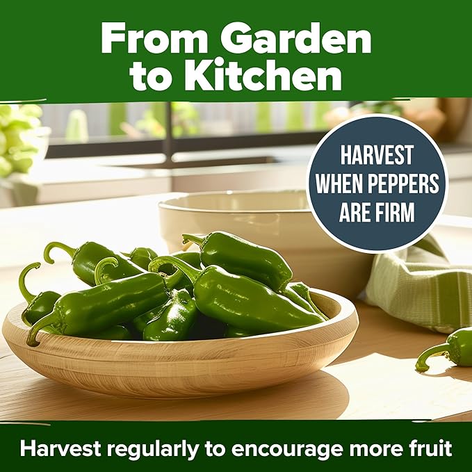 HOME GROWN 𝗨𝗦𝗔 𝗣𝗥𝗘𝗠𝗜𝗨𝗠 Jalapeno Pepper Seeds – 129 𝗡𝗢𝗡-𝗚?𝗢 Heirloom Seeds (Capsicum annuum) – High Germination, Easy to Grow, Early Harvest Hot Peppers