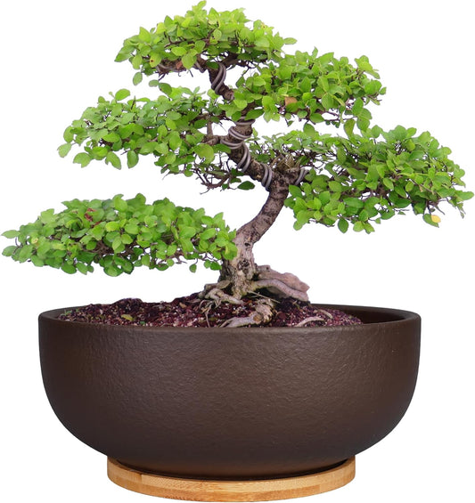 SQOWL 10 Inch Large Terracotta Planter Pot,Clay Succulent Bonsai Planter with Drainage Hole and Bamboo Saucer for Indoor Plants