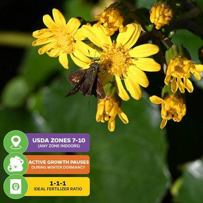 Tractor Seat Plant (Leopard Plant) – Farfugium Japonica VAR. Gigantea by Wellspring Gardens – Large Glossy Foliage – Shade-Loving Ornamental – Great for Containers & Landscaping (2-Pack)