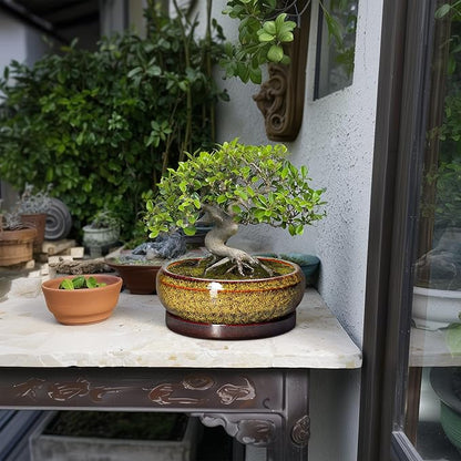 Succulent Planters 8 Inch - Ceramic Bonsai Pots with Drainage Hole and Tray, Shallow Plant Pot Indoor Outdoor, Round Succulent Pots, Planter Bowl, Porch Decor, Housewarming Gifts, Yellow