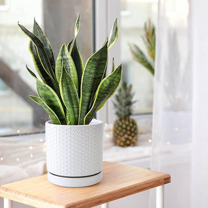 D'vine Dev Set of 2 Modern Matte White Honeycomb Embossed Ceramic Planter Pots with Saucer and Drainage Hole, 4 Inch & 6 Inch, 99-C-1-N