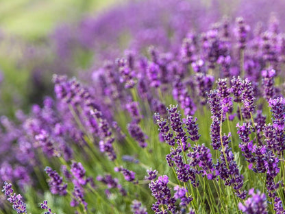 Greenwood Nursery: Live Perennial Plants - Provence Lavender + Lavandula x Intermedia - [Qty: 10x Pint Pots] - (Click for Other Available Plants/Quantities)