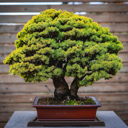 Pinkunn 6 Pcs Bonsai Humidity Tray Drip Tray Plastic Plant Water Catcher Plant Saucers for Indoors and Outdoors Cactus,Succulents,Bonsai Tree,Stone Not Included (11 x 8 Inch)