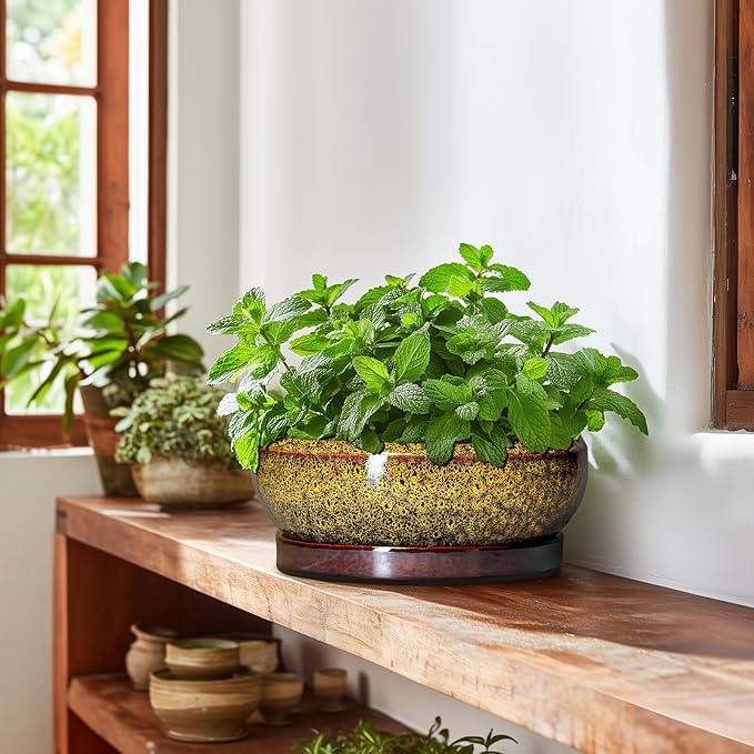 Bonsai Pots Ceramic - 10 Inch Succulent Planters Indoor Outdoor, Shallow Planter with Drainage Hole and Saucer, Round Planter Bowl, Succulent Pots, House Decor, Gifts for Plant Lover, Yellow