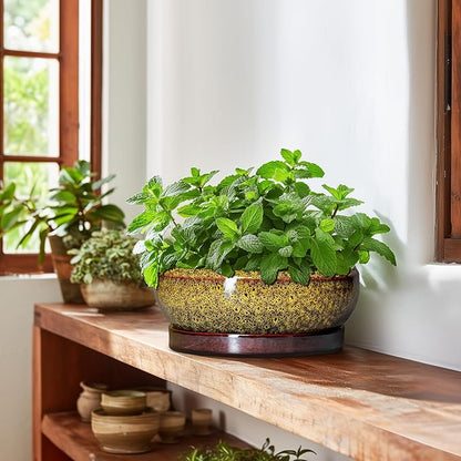 Bonsai Pots Ceramic - 10 Inch Succulent Planters Indoor Outdoor, Shallow Planter with Drainage Hole and Saucer, Round Planter Bowl, Succulent Pots, House Decor, Gifts for Plant Lover, Yellow