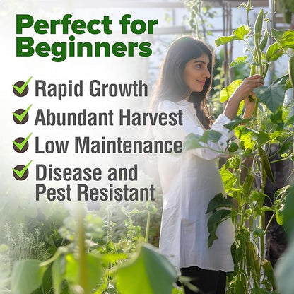 HOME GROWN 𝗨𝗦𝗔 𝗣𝗥𝗘𝗠𝗜𝗨𝗠 Clemson Spineless Okra Seeds 101+ 𝗡𝗢𝗡-𝗚𝗠𝗢 Heirloom Vegetable Seeds for Planting Easy to Grow Outdoor Summer Garden High Germination Rate (Abelmoschus esculentus)