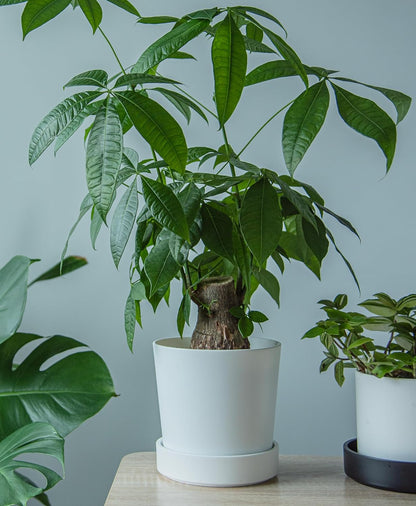 Phoenix Vine 6 Inch Plastic Plant Saucer Water Drip Tray, Heavy Sturdy Round Plant Drainage Tray for Indoors Outdoor, Set of 4, Matte White, 21-TY-6W-4