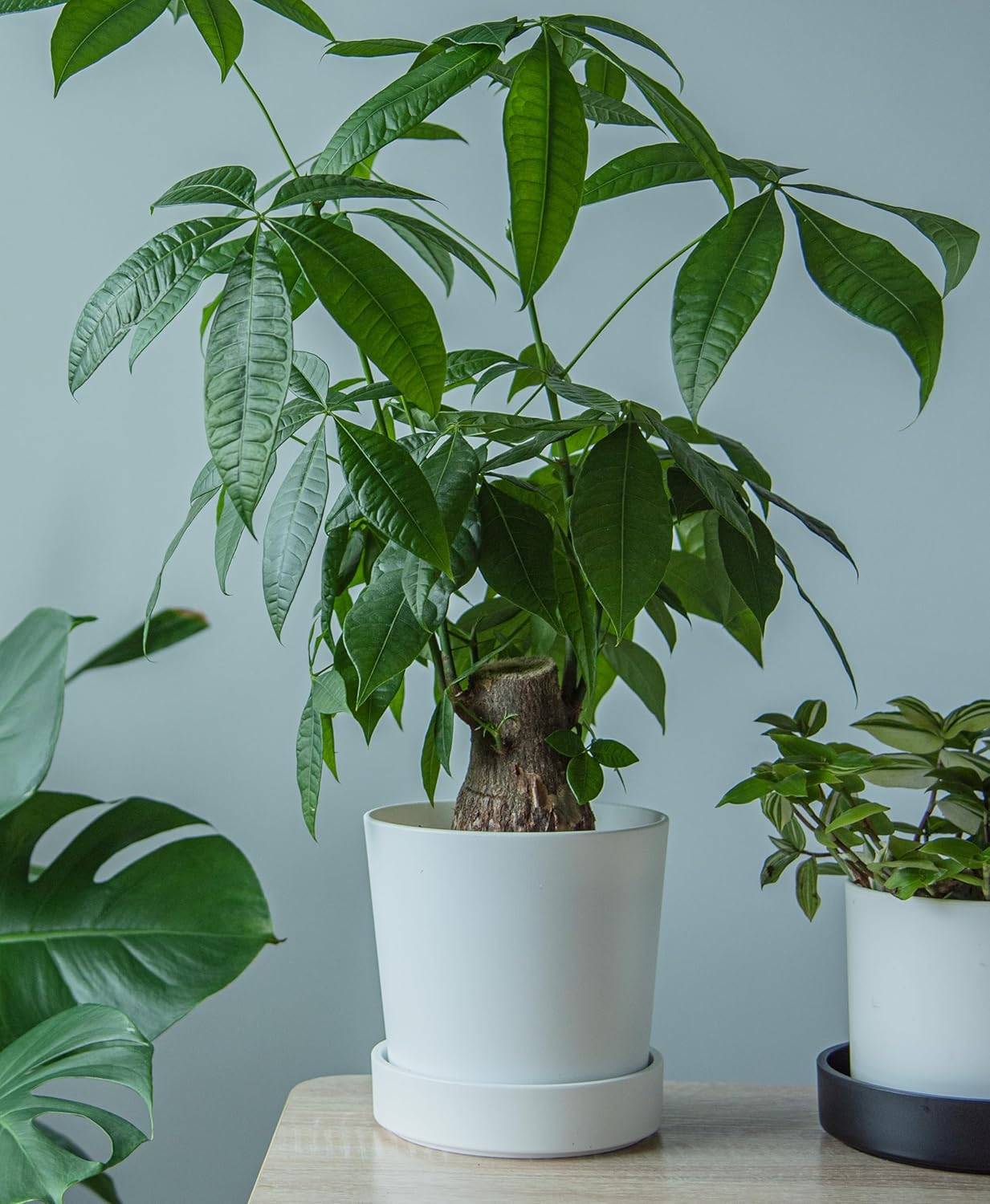 Phoenix Vine 6 Inch Plastic Plant Saucer Water Drip Tray, Heavy Sturdy Round Plant Drainage Tray for Indoors Outdoor, Set of 2, Matte White, 21-TY-6W-2