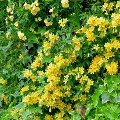Carolina Jasmine Plant, Live Evergreen Vine, Fragrant Yellow Blooms, Fast Growing Climber for Trellis, Fences, or Arbors - Gelsemium sempervirens - 2 Cups