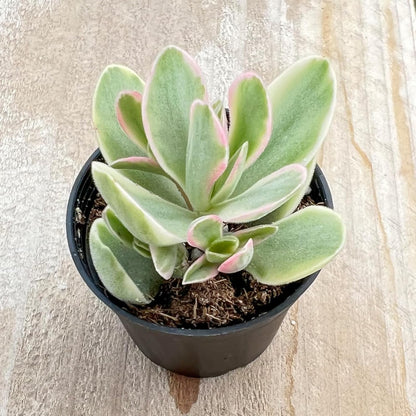 Sprout N Green Money Maker Variegata | Crassula atropurpurea VAR. muirii variegata, Rare Live Succulent Plant Fully Rooted in 2" Planter with Soil, Indoor Outdoor Wedding Decoration DIY Projects
