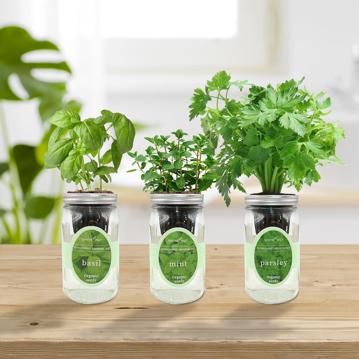 Hydroponic Herb Growing Kit Set, Self-Watering Mason Jar Herb Garden Starter Kit Indoor, Windowsill Herbs Garden, Grow Your Own Herbs from Organic Seeds (Basil, Mint, Parsley)