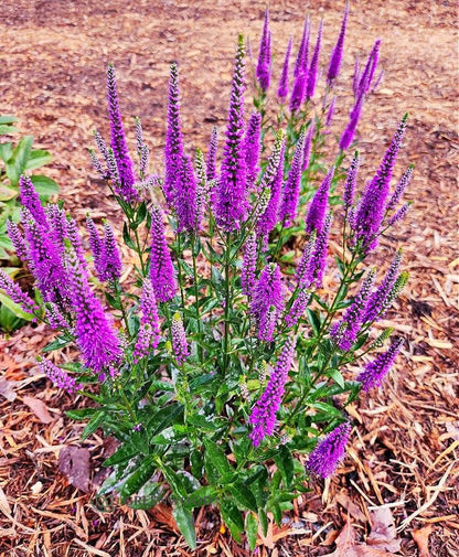 Greenwood Nursery: Live Perennial Plants - 'Very Van Gogh' Spiked Speedwell + Veronica Spicata - [Qty: 5X Pint Pots] - (Click for Other Available Plants/Quantities)