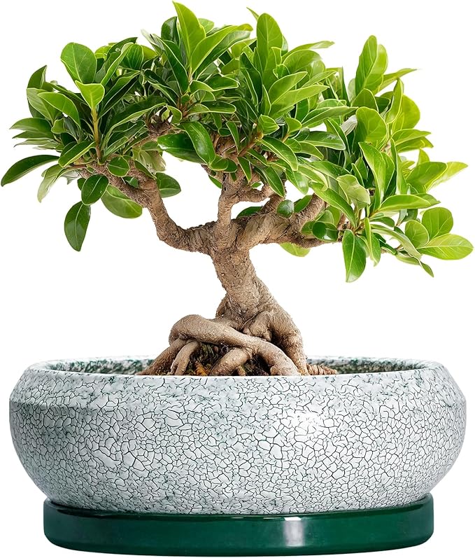 Bonsai Tree Pots - 8 Inch Ceramic Succulent Pot with Drainage Hole and Tray, Bonsai Pots, Shallow Planters for Indoor Outdoor, Round Planter Bowl, House Decor, Gifts for Plant Lovers, Green