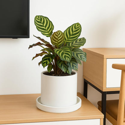 D'vine Dev Modern Round 8.7 Inch Ceramic Plant Pot Saucer, Planter Pot Drainage Tray for Indoor Plants, Matte White, 97-T-A-4