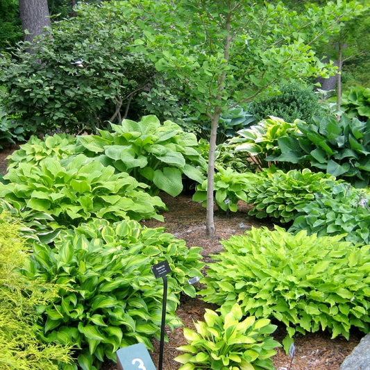 6 Pack of Mixed Heart-Shaped Hosta Bare Roots Plants - Rich Green Foliage, Low Maintenance for Your Home and Garden, Shipped Fresh & Daily from Our Coolers. 1000's Sold