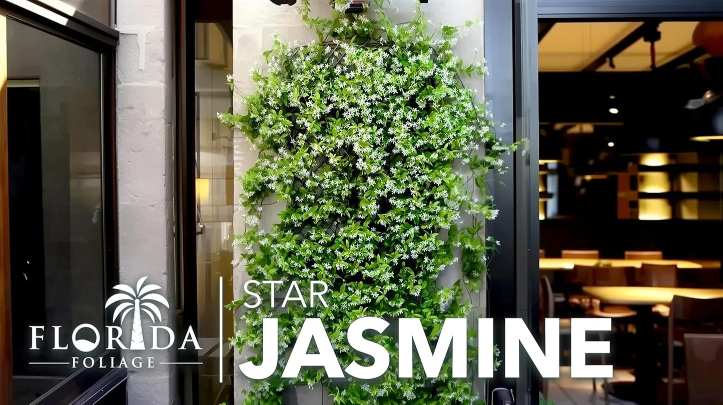 Star Jasmine | 3 Live Plants | Trachelospermum Jasminoides | Fragrant Blooming Evergreen Vine, Low Maintenance, Climbing, White Flowers, Attracts Pollinators, Drought Tolerant