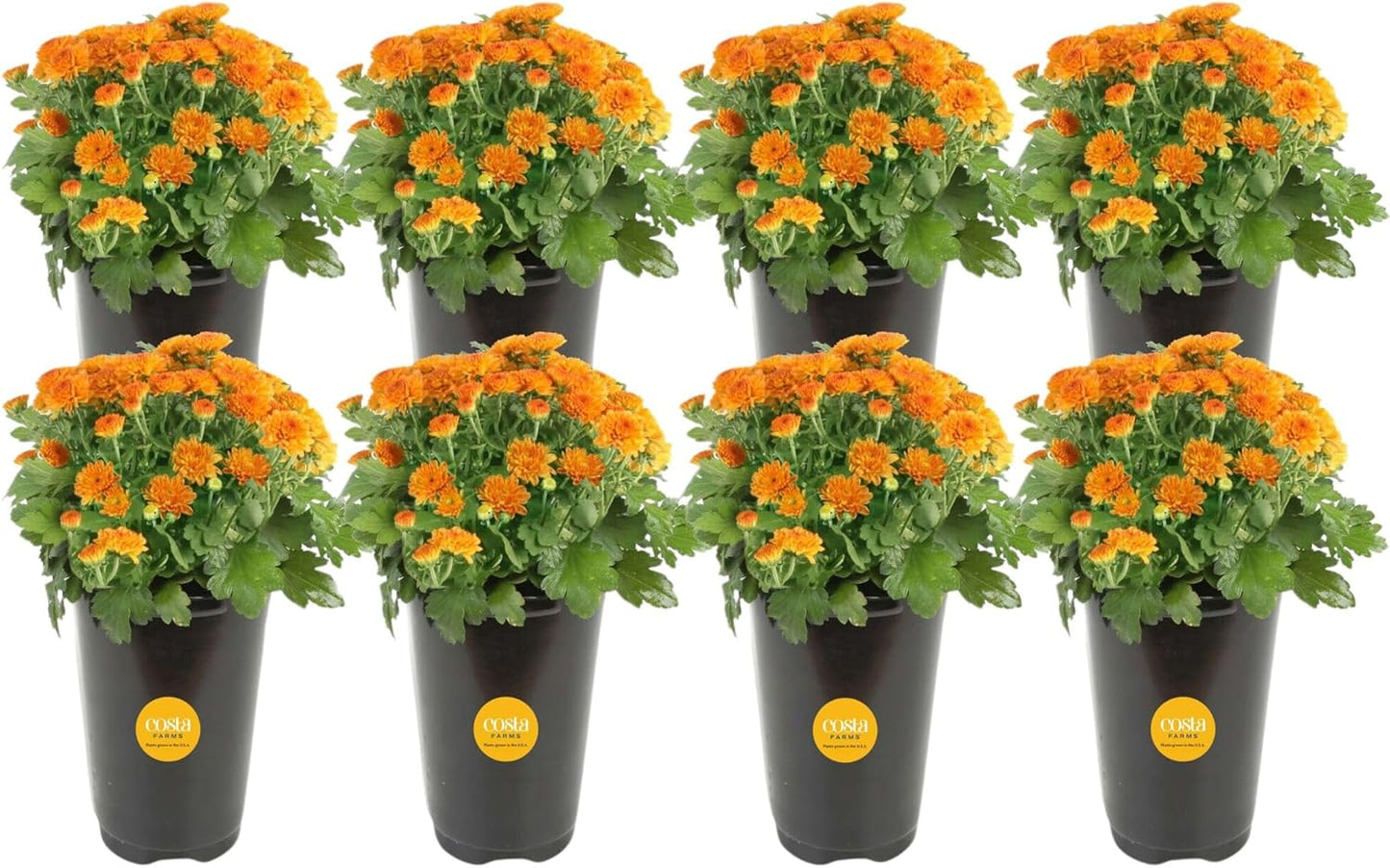 Costa Farms Live Flowering Plants, Orange Mums (Pack of 8), Mini Chrysanthemum Houseplants, Ships in Bud Form, Potted in Grower Pot, 11-Inches Tall