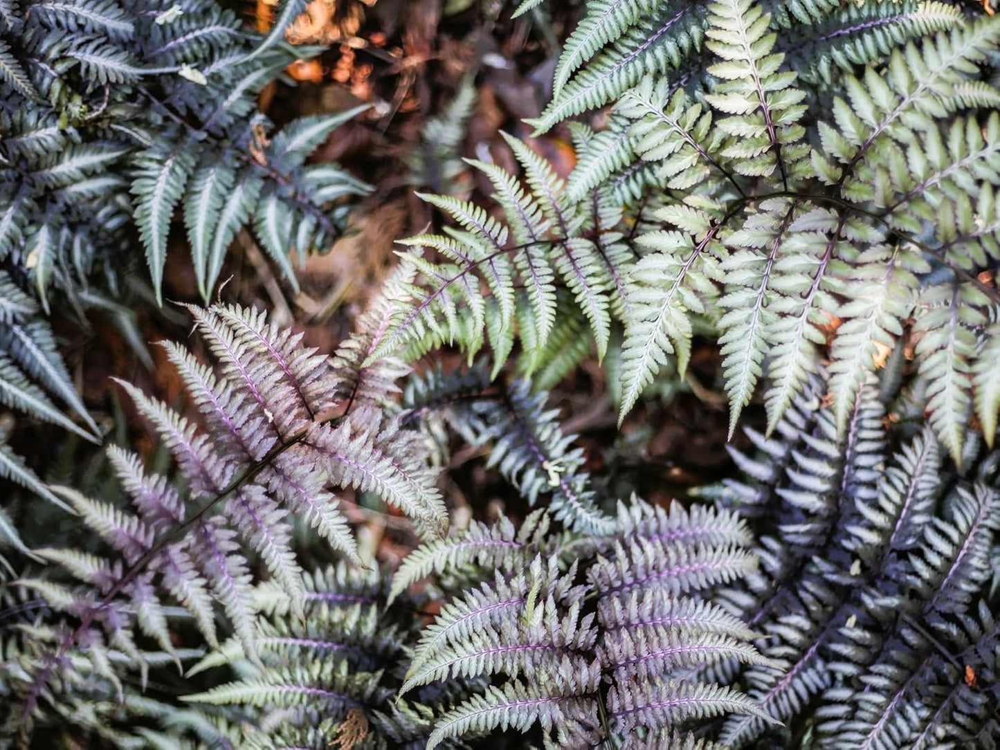 Greenwood Nursery: Live Perennial Plants - Japanese Painted Fern + Athyrium Niponicum - [Qty: 1x Pint Pot] - (Click for Other Available Plants/Quantities)
