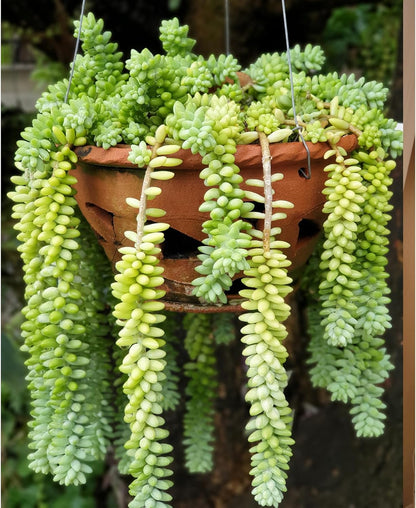 Sprout N Green Donkey's Tail, Live Sedum Morganianum-Burro's Tail, Succulent Plant Fully Rooted in 2" Pot, Real House Plant for Indoor Outdoor Home Office Wedding Decoration Party Favor