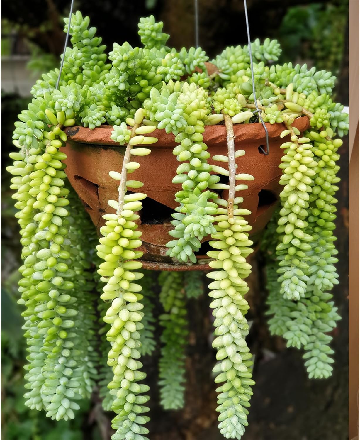 Donkey's Tail with 4" White Stripe Pot, Live Sedum Morganianum-Burro's Tail Succulent with Soil Mix, Rare House Plant for Home Office Wedding Indoor Outdoor Decoration, DIY Projects, Party Favor