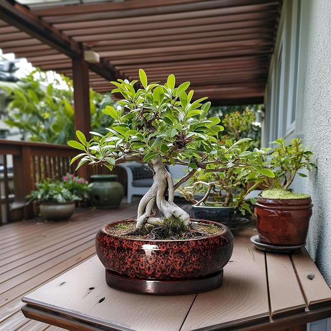 Bonsai Pots with Drainage Hole - 13 Inch Ceramic Succulent Pots, Large Succulent Planter with Saucer, Shallow Planter Indoor Outdoor, Round Planter Bowl, Apartment Decor, Garden Gifts, Red