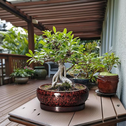 Bonsai Pots with Drainage Hole - 13 Inch Ceramic Succulent Pots, Large Succulent Planter with Saucer, Shallow Planter Indoor Outdoor, Round Planter Bowl, Apartment Decor, Garden Gifts, Red