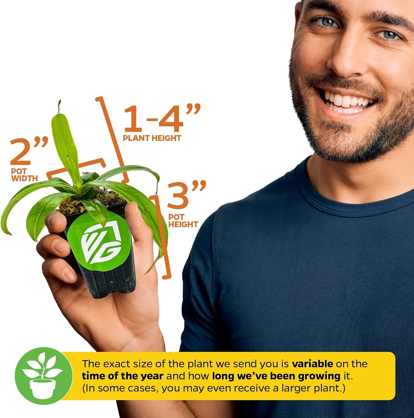 Rebecca Soper Pitcher Plant Live Carnivorous Starter Plant - Nepenthes by Wellspring Gardens